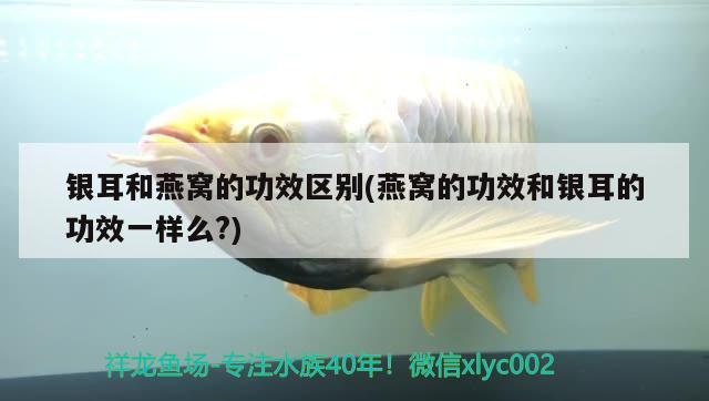 銀耳和燕窩的功效區(qū)別(燕窩的功效和銀耳的功效一樣么?) 馬來西亞燕窩