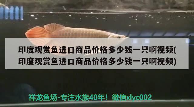 印度觀賞魚進(jìn)口商品價(jià)格多少錢一只啊視頻(印度觀賞魚進(jìn)口商品價(jià)格多少錢一只啊視頻)