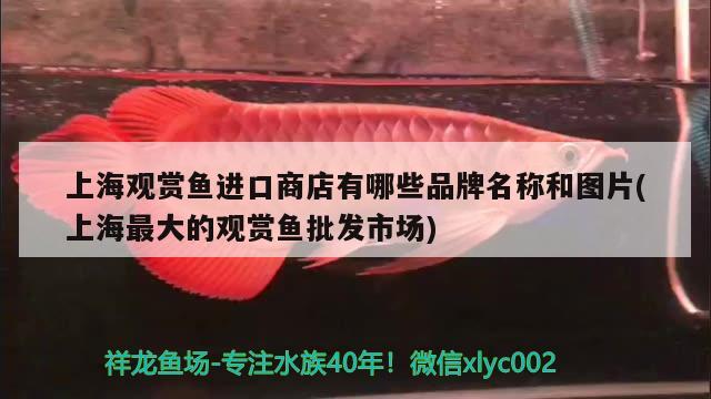 上海觀賞魚(yú)進(jìn)口商店有哪些品牌名稱(chēng)和圖片(上海最大的觀賞魚(yú)批發(fā)市場(chǎng)) 觀賞魚(yú)進(jìn)出口