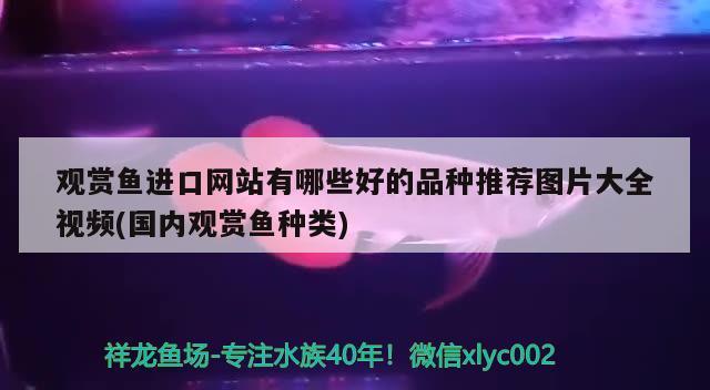 觀賞魚進(jìn)口網(wǎng)站有哪些好的品種推薦圖片大全視頻(國內(nèi)觀賞魚種類)