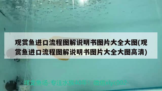 觀賞魚進口流程圖解說明書圖片大全大圖(觀賞魚進口流程圖解說明書圖片大全大圖高清) 觀賞魚進出口