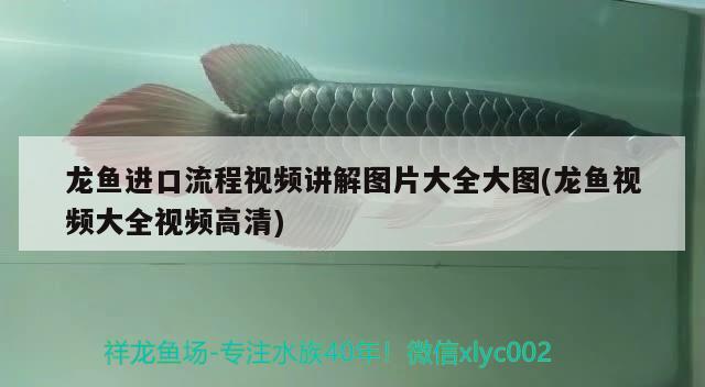 龍魚(yú)進(jìn)口流程視頻講解圖片大全大圖(龍魚(yú)視頻大全視頻高清) 觀賞魚(yú)進(jìn)出口