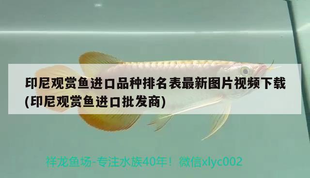 印尼觀賞魚進口品種排名表最新圖片視頻下載(印尼觀賞魚進口批發(fā)商) 觀賞魚進出口