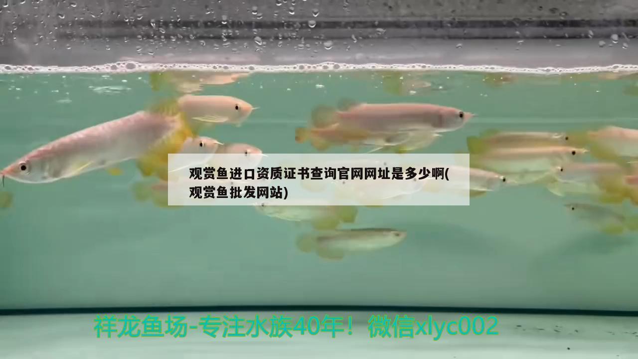 觀賞魚進口資質(zhì)證書查詢官網(wǎng)網(wǎng)址是多少啊(觀賞魚批發(fā)網(wǎng)站) 觀賞魚進出口