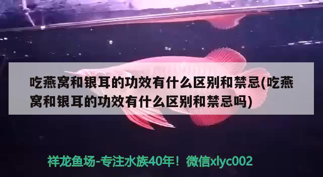 吃燕窩和銀耳的功效有什么區(qū)別和禁忌(吃燕窩和銀耳的功效有什么區(qū)別和禁忌嗎) 馬來西亞燕窩