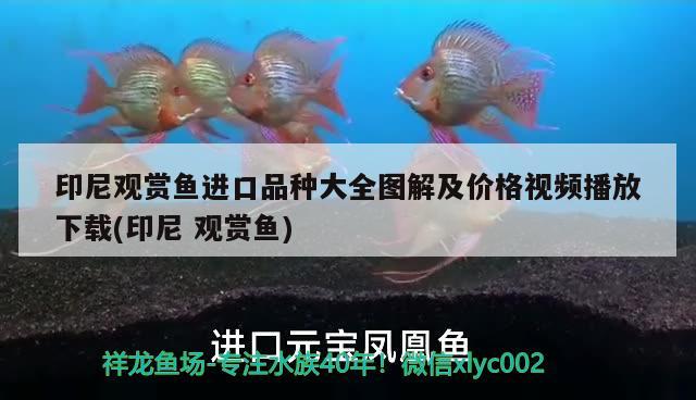 印尼觀賞魚進口品種大全圖解及價格視頻播放下載(印尼觀賞魚)