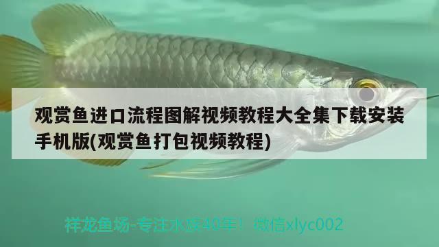 觀賞魚進(jìn)口流程圖解視頻教程大全集下載安裝手機(jī)版(觀賞魚打包視頻教程) 觀賞魚進(jìn)出口