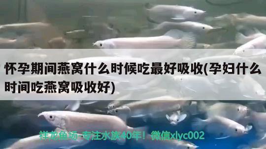 懷孕期間燕窩什么時(shí)候吃最好吸收(孕婦什么時(shí)間吃燕窩吸收好)