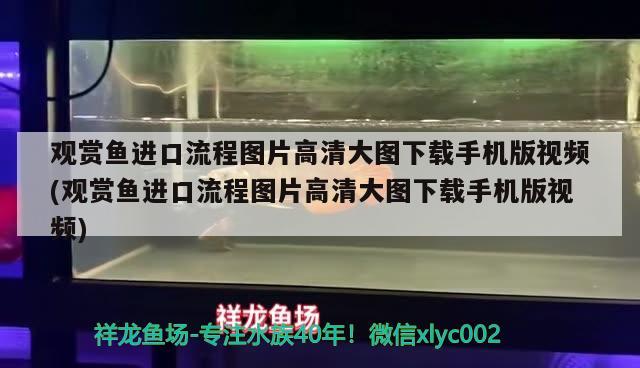 觀賞魚進口流程圖片高清大圖下載手機版視頻(觀賞魚進口流程圖片高清大圖下載手機版視頻) 觀賞魚進出口