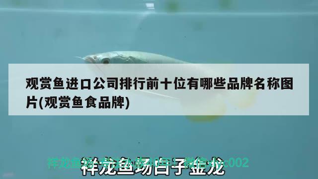 觀賞魚進口公司排行前十位有哪些品牌名稱圖片(觀賞魚食品牌) 觀賞魚進出口