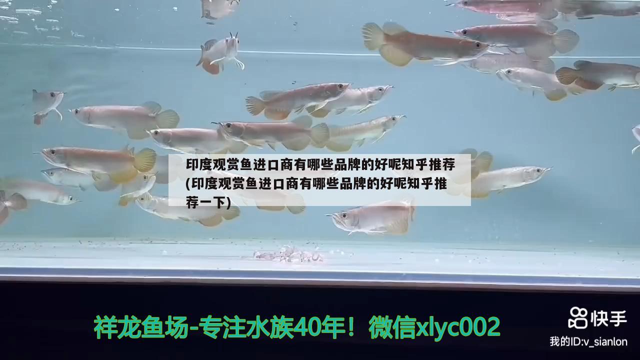 印度觀(guān)賞魚(yú)進(jìn)口商有哪些品牌的好呢知乎推薦(印度觀(guān)賞魚(yú)進(jìn)口商有哪些品牌的好呢知乎推薦一下)