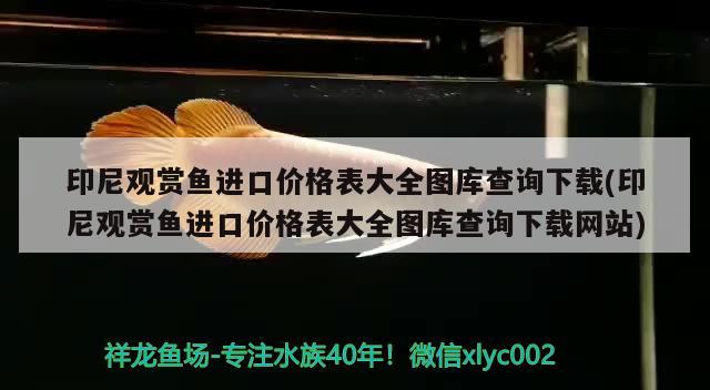 印尼觀賞魚進口價格表大全圖庫查詢下載(印尼觀賞魚進口價格表大全圖庫查詢下載網(wǎng)站) 觀賞魚進出口