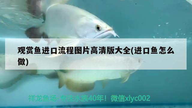 觀賞魚進口流程圖片高清版大全(進口魚怎么做) 觀賞魚進出口