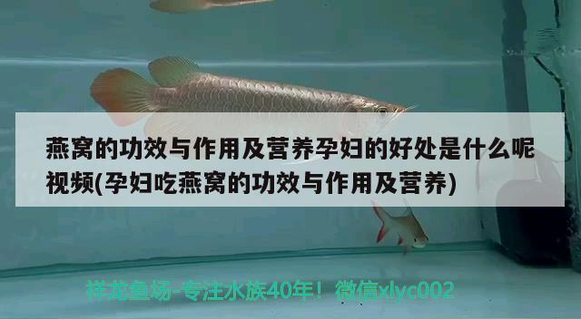 燕窩的功效與作用及營養(yǎng)孕婦的好處是什么呢視頻(孕婦吃燕窩的功效與作用及營養(yǎng)) 馬來西亞燕窩