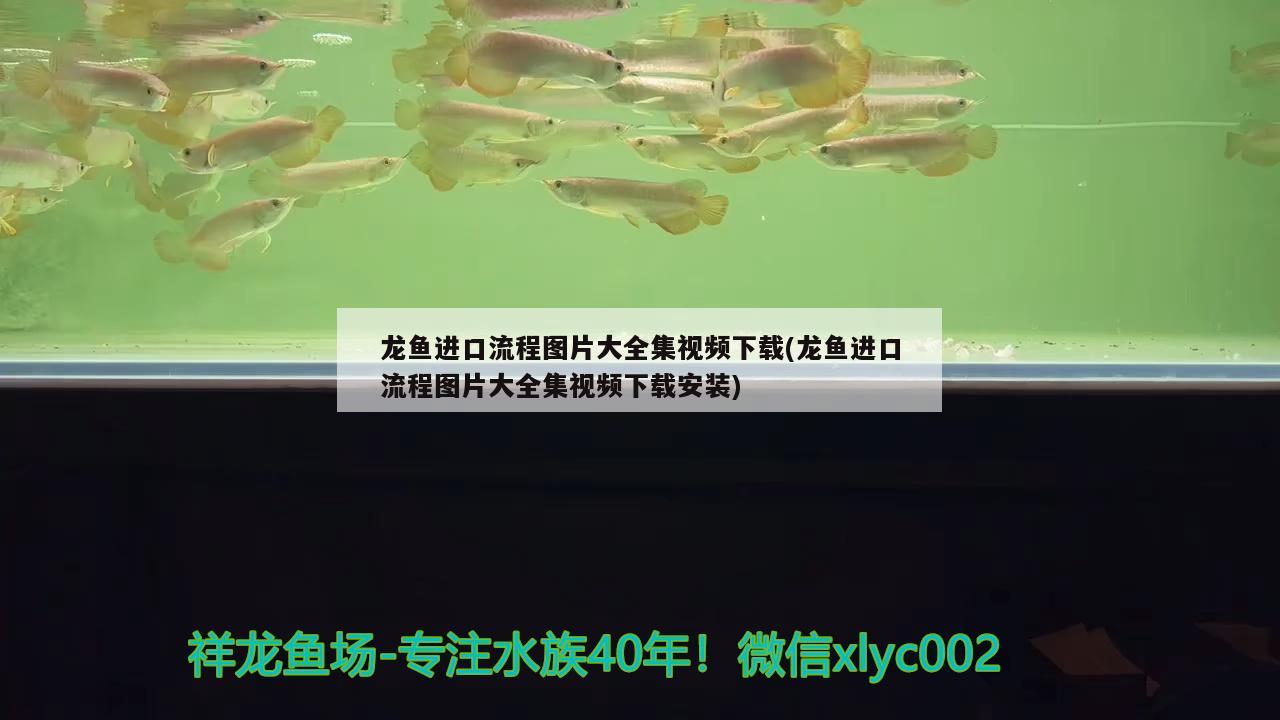 龍魚進口流程圖片大全集視頻下載(龍魚進口流程圖片大全集視頻下載安裝) 觀賞魚進出口