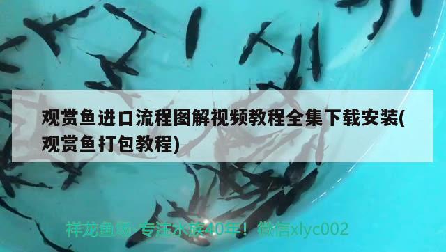 觀賞魚進口流程圖解視頻教程全集下載安裝(觀賞魚打包教程) 觀賞魚進出口 第1張