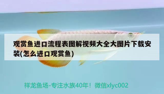 觀賞魚(yú)進(jìn)口流程表圖解視頻大全大圖片下載安裝(怎么進(jìn)口觀賞魚(yú)) 觀賞魚(yú)進(jìn)出口 第1張