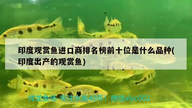 印度觀賞魚進(jìn)口商排名榜前十位是什么品種(印度出產(chǎn)的觀賞魚)