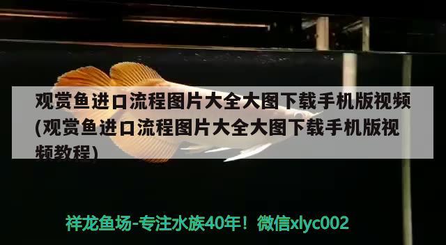 觀賞魚進口流程圖片大全大圖下載手機版視頻(觀賞魚進口流程圖片大全大圖下載手機版視頻教程) 觀賞魚進出口