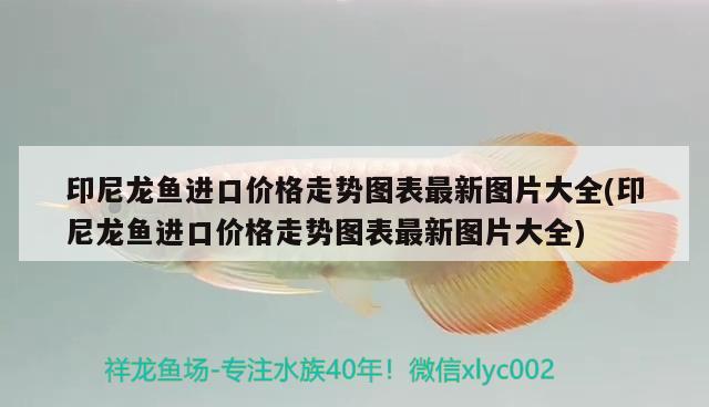 印尼龍魚進口價格走勢圖表最新圖片大全(印尼龍魚進口價格走勢圖表最新圖片大全) 觀賞魚進出口 第2張