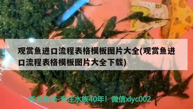 觀賞魚進口流程表格模板圖片大全(觀賞魚進口流程表格模板圖片大全下載) 觀賞魚進出口