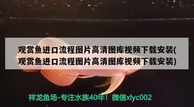 觀賞魚進口流程圖片高清圖庫視頻下載安裝(觀賞魚進口流程圖片高清圖庫視頻下載安裝)