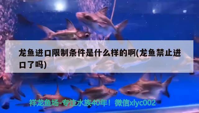 龍魚進口限制條件是什么樣的啊(龍魚禁止進口了嗎) 觀賞魚進出口