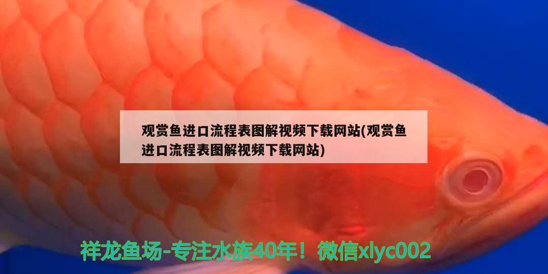 觀賞魚進口流程表圖解視頻下載網(wǎng)站(觀賞魚進口流程表圖解視頻下載網(wǎng)站)