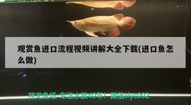 觀賞魚(yú)進(jìn)口流程視頻講解大全下載(進(jìn)口魚(yú)怎么做) 觀賞魚(yú)進(jìn)出口