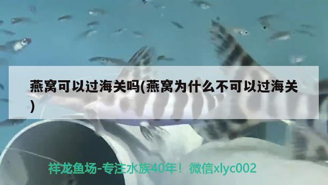 燕窩可以過海關嗎(燕窩為什么不可以過海關) 馬來西亞燕窩