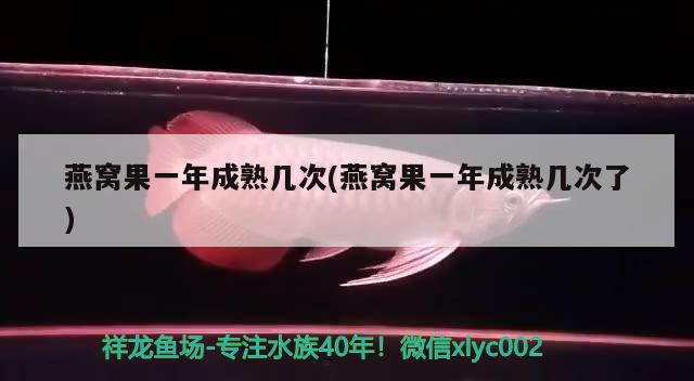 燕窩果一年成熟幾次(燕窩果一年成熟幾次了) 馬來西亞燕窩