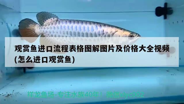 觀賞魚(yú)進(jìn)口流程表格圖解圖片及價(jià)格大全視頻(怎么進(jìn)口觀賞魚(yú))