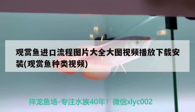 觀賞魚進口流程圖片大全大圖視頻播放下載安裝(觀賞魚種類視頻) 觀賞魚進出口