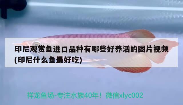 印尼觀賞魚進口品種有哪些好養(yǎng)活的圖片視頻(印尼什么魚最好吃) 觀賞魚進出口