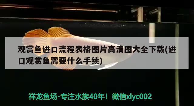 觀賞魚進口流程表格圖片高清圖大全下載(進口觀賞魚需要什么手續(xù))