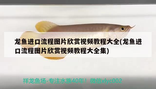 龍魚進(jìn)口流程圖片欣賞視頻教程大全(龍魚進(jìn)口流程圖片欣賞視頻教程大全集)