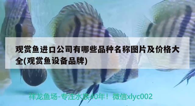 觀賞魚進口公司有哪些品種名稱圖片及價格大全(觀賞魚設(shè)備品牌)