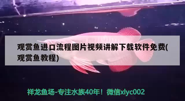 觀賞魚進口流程圖片視頻講解下載軟件免費(觀賞魚教程) 觀賞魚進出口