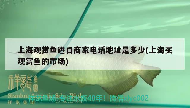 上海觀賞魚(yú)進(jìn)口商家電話地址是多少(上海買觀賞魚(yú)的市場(chǎng)) 觀賞魚(yú)進(jìn)出口