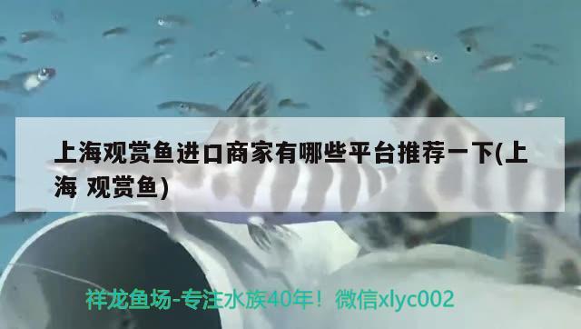 上海觀賞魚進(jìn)口商家有哪些平臺(tái)推薦一下(上海觀賞魚) 觀賞魚進(jìn)出口