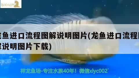 龍魚進(jìn)口流程圖解說明圖片(龍魚進(jìn)口流程圖解說明圖片下載) 觀賞魚進(jìn)出口