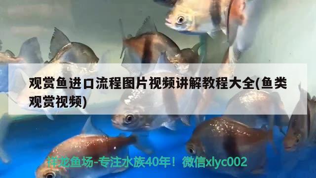 觀賞魚進(jìn)口流程圖片視頻講解教程大全(魚類觀賞視頻) 觀賞魚進(jìn)出口