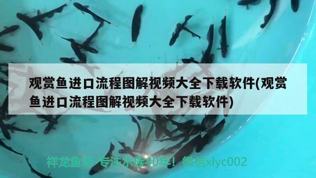 觀賞魚進口流程圖解視頻大全下載軟件(觀賞魚進口流程圖解視頻大全下載軟件)