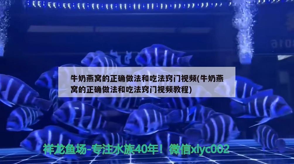 牛奶燕窩的正確做法和吃法竅門視頻(牛奶燕窩的正確做法和吃法竅門視頻教程) 馬來西亞燕窩