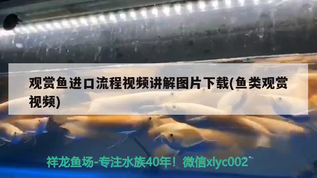 觀賞魚進口流程視頻講解圖片下載(魚類觀賞視頻)