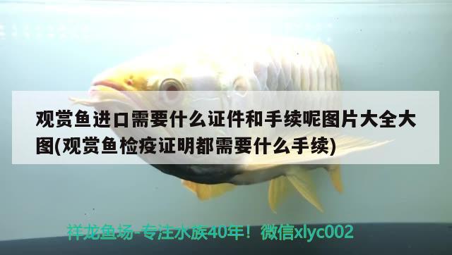 觀賞魚進(jìn)口需要什么證件和手續(xù)呢圖片大全大圖(觀賞魚檢疫證明都需要什么手續(xù))