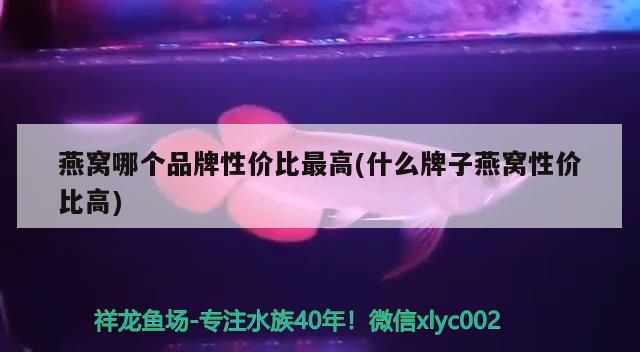 燕窩哪個品牌性價比最高(什么牌子燕窩性價比高) 馬來西亞燕窩