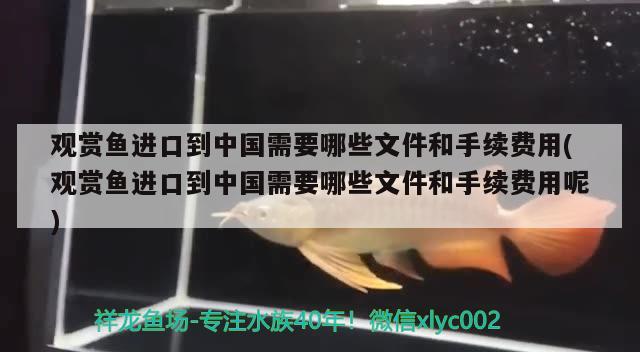 觀賞魚進口到中國需要哪些文件和手續(xù)費用(觀賞魚進口到中國需要哪些文件和手續(xù)費用呢)