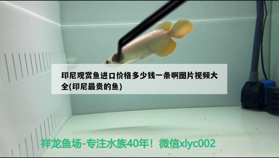 印尼觀賞魚進(jìn)口價(jià)格多少錢一條啊圖片視頻大全(印尼最貴的魚)