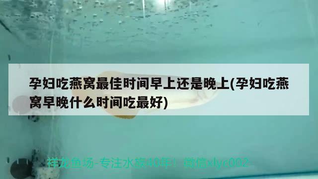 孕婦吃燕窩最佳時(shí)間早上還是晚上(孕婦吃燕窩早晚什么時(shí)間吃最好)